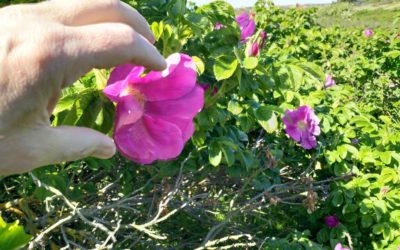 Rosenblütenernte 2019 – das Rosen-Huus hilft mit
