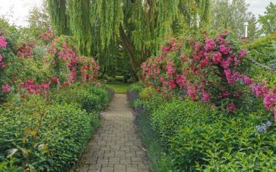 Das Rosenparadies des Landhaus Ettenbühl