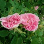 Damaszener Rose Rosa damascena Rosenknospen Rosenblütentee Rosenknospentee Rosentee Rosen-Huus